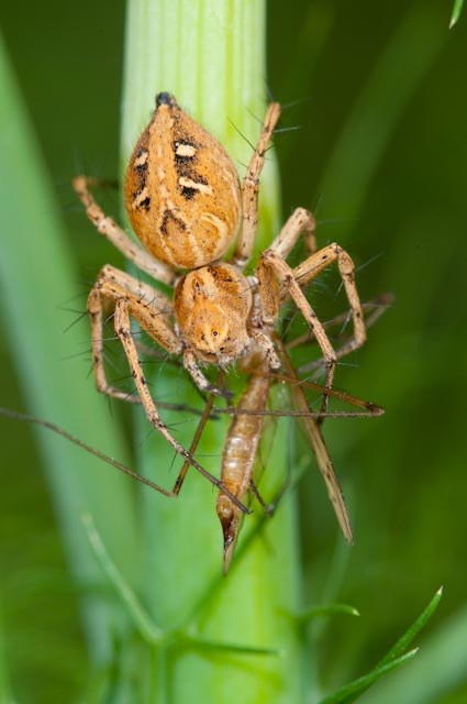 Oxyopes sp.